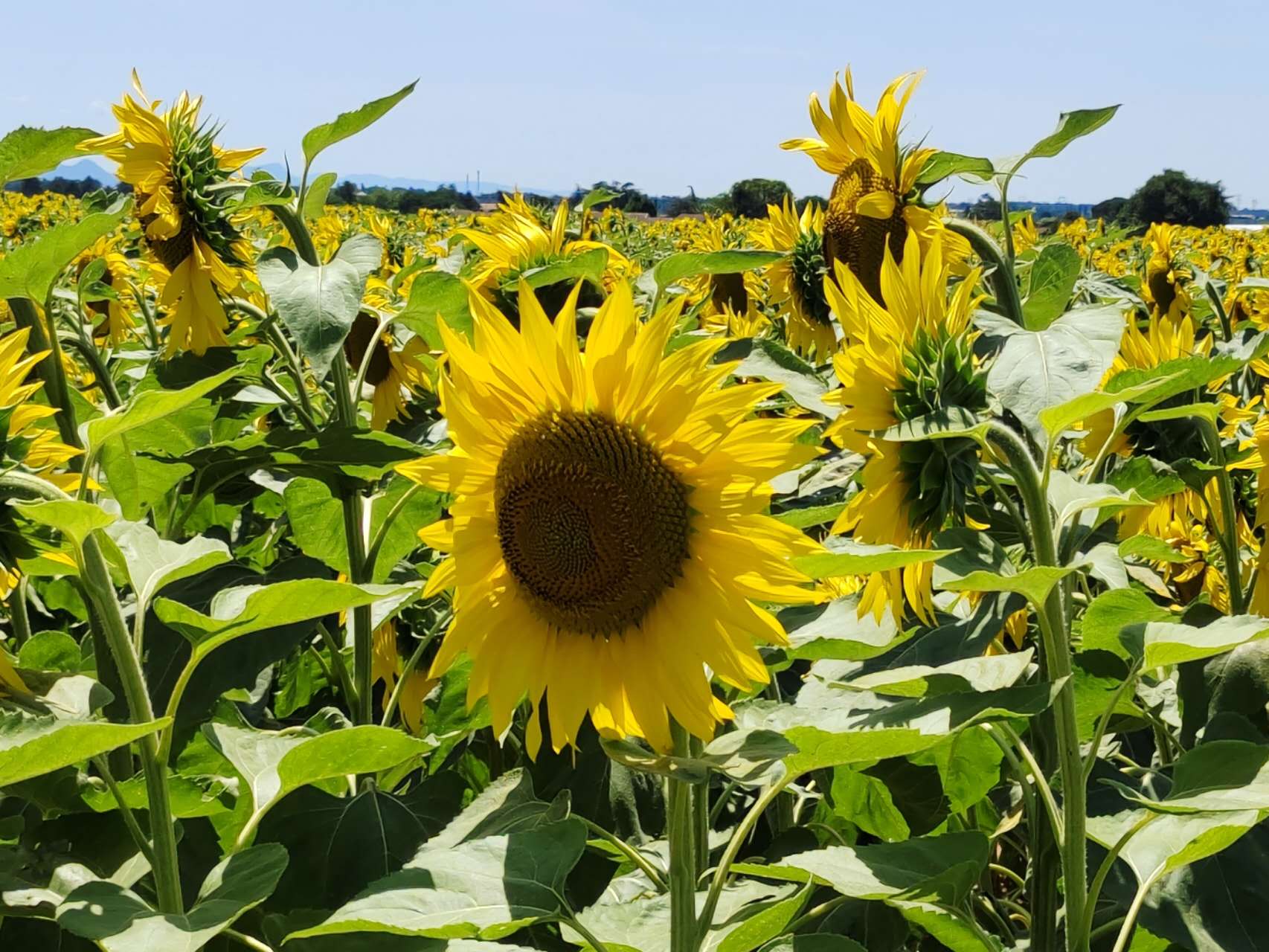 Tournesol