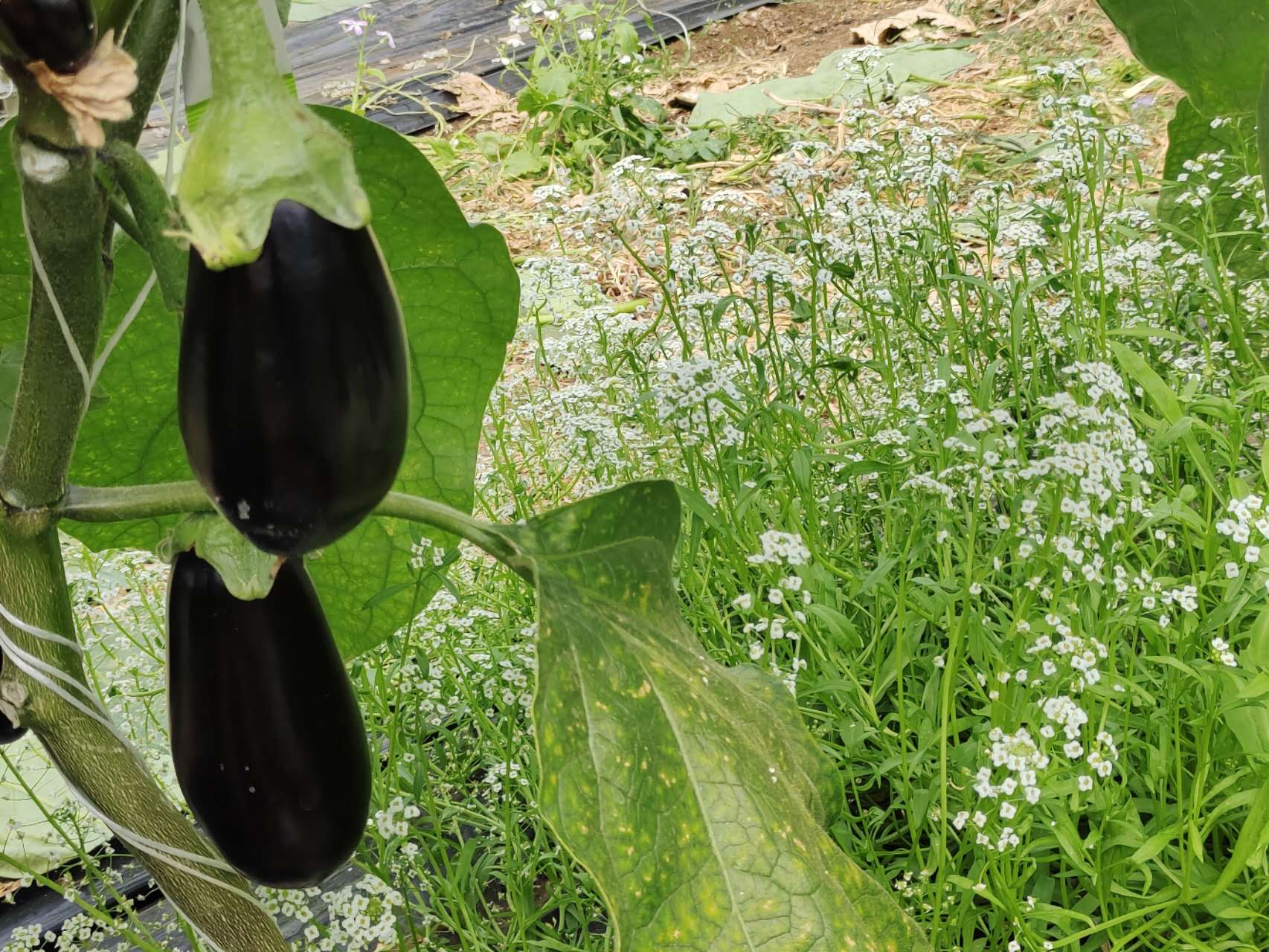 Aubergines